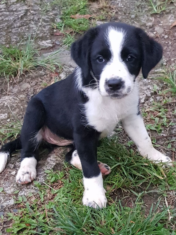 Beau petit chiot Chien Martinique • Cyphoma