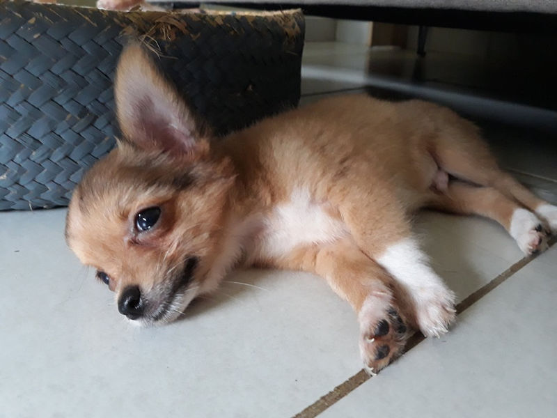 Chiot chihuahua Chien Martinique • Cyphoma