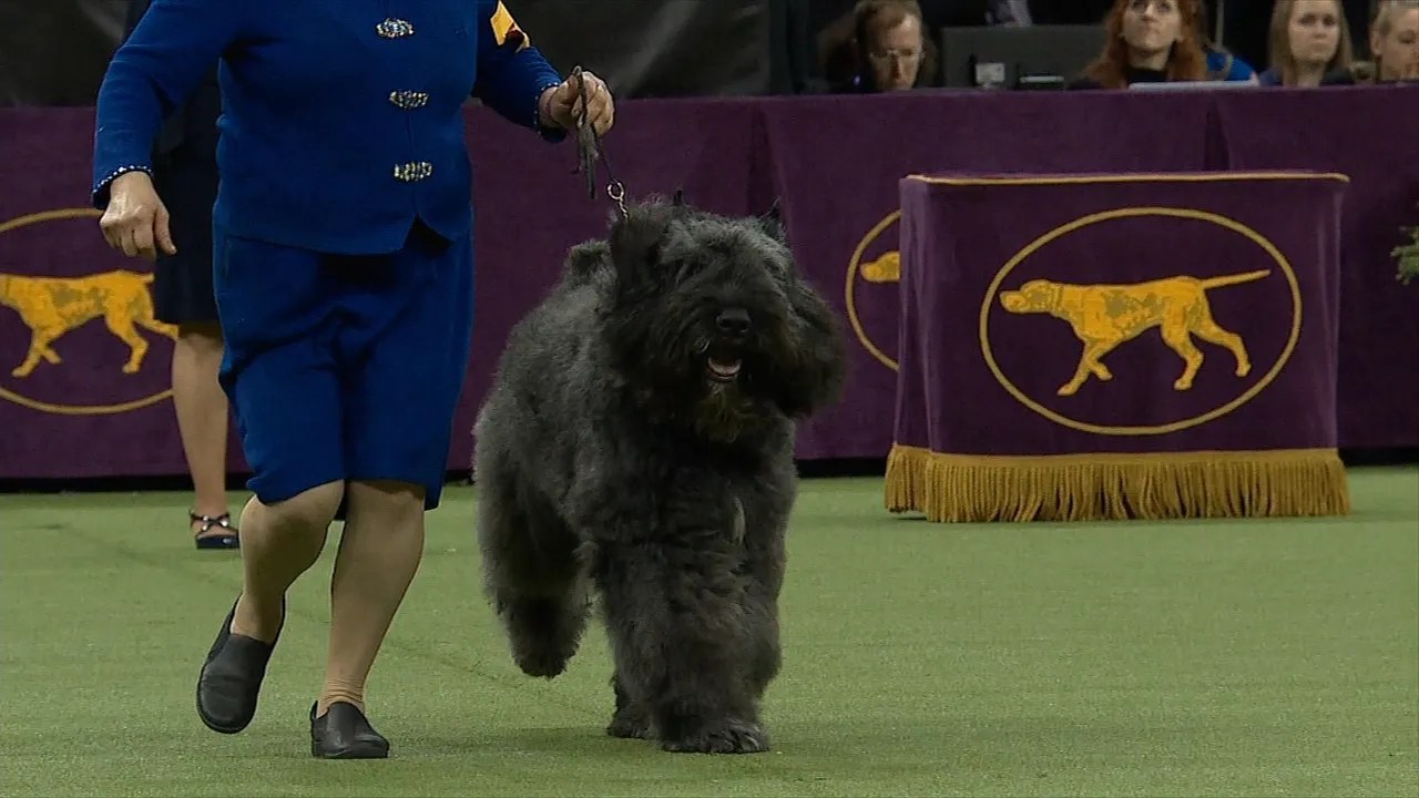 Westminster Dog Show 2023 Herding Group Judging For The Herding Group At The 2019 Westminster Kennel Club Dog Show | Fox Sports