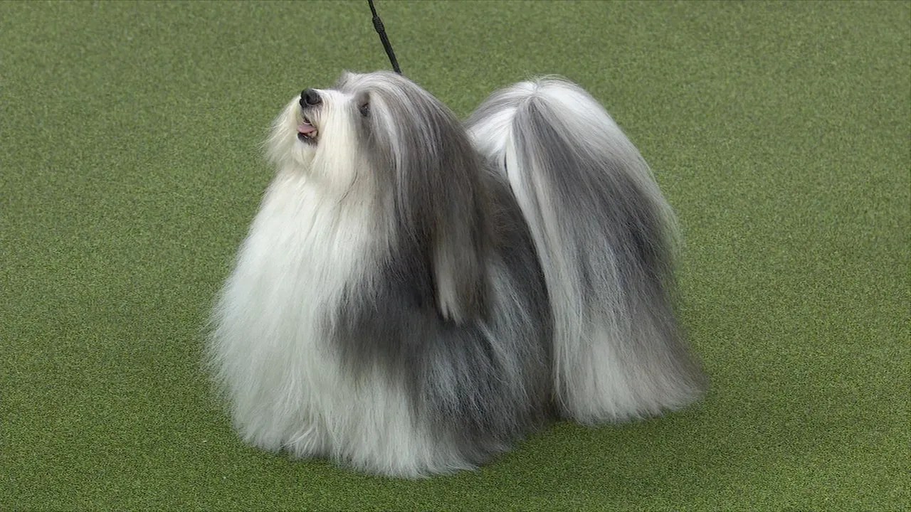 National Dog Show 2023 Lhasa Apso Westminster Dog Show 2019 Non Sporting Group Deals, 59% Off | Tercesa.com
