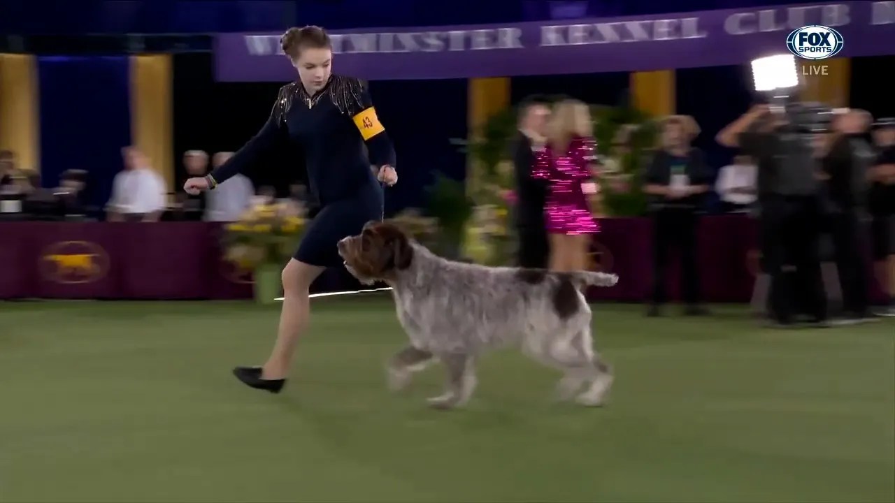 Dog Show Tampa 2023 Lily Bennett Wins 2021 Junior Showmanship Award At The Westminster Kennel Club Dog Show | Fox Sports