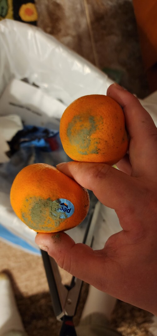 Moldy Clementine Lensdump Page 1