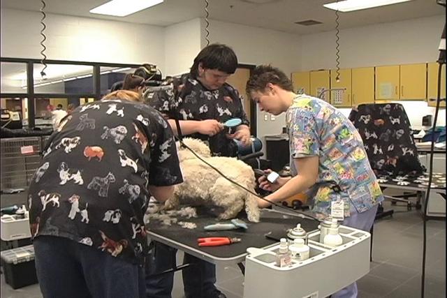 Penta Career Center Small Animal Care on Vimeo