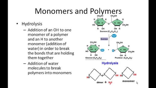 Dehydration Synthesis
