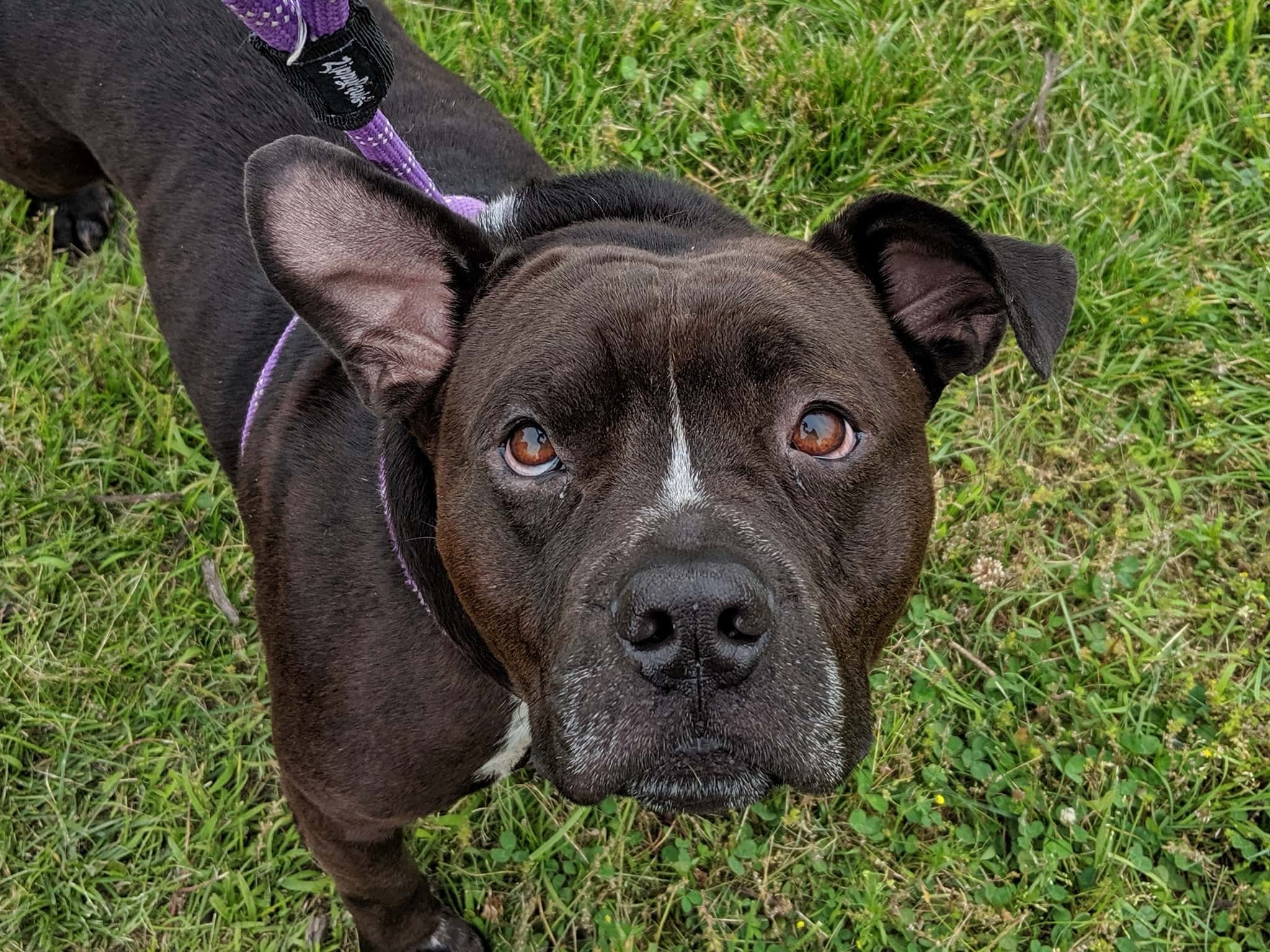 Indianapolis Animal Care & Control and Noah's Animal Hospitals