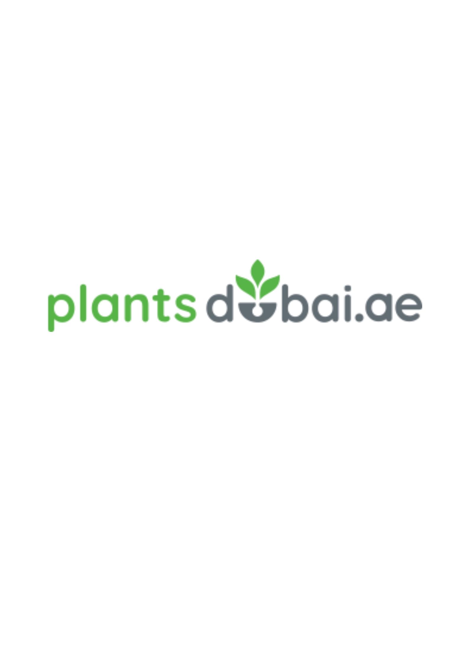Plants dubai best indoor plants in B2B Directory