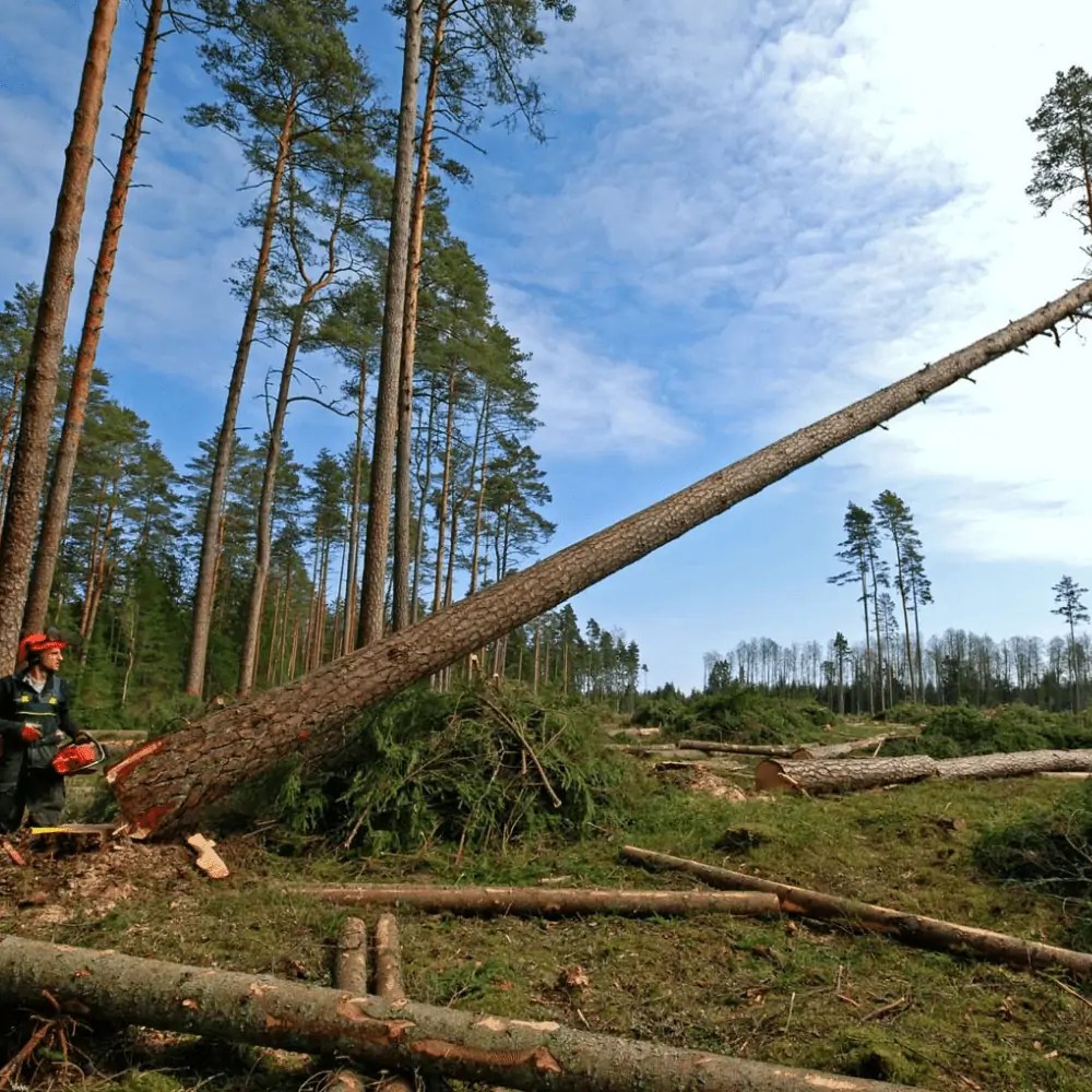 Get Contacts of Top Officials in Forestry & Logging Companies in USA