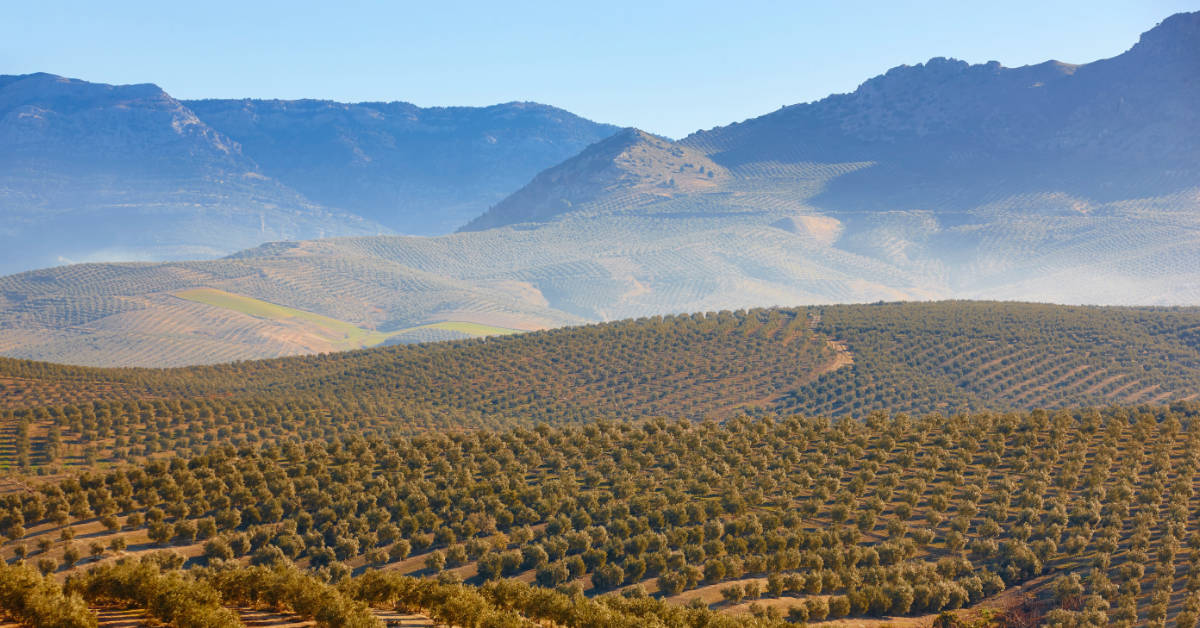Andalusia the leading region of the Spanish agriculture