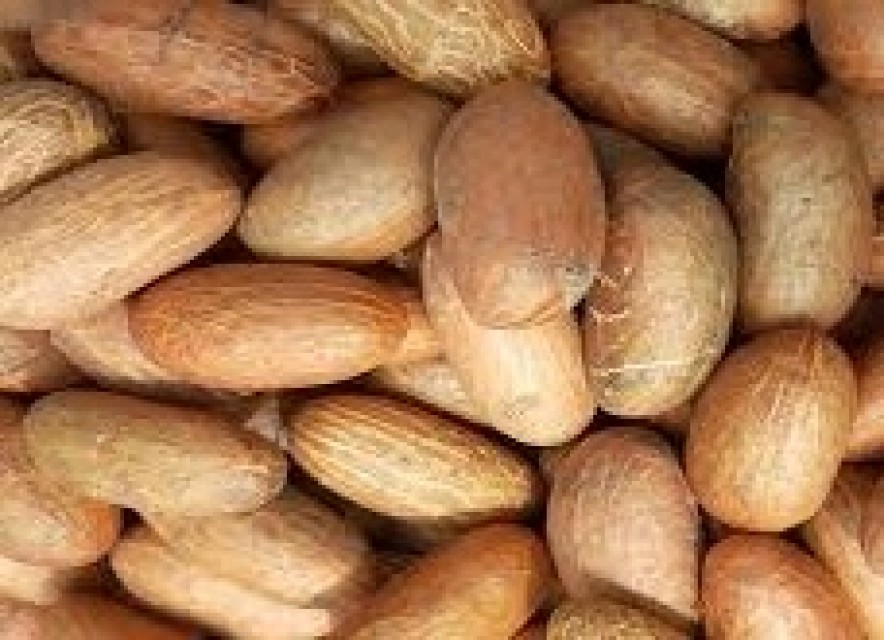 Bitter Kola (Garcinia Kola) HealthBoosting Wonder Plant