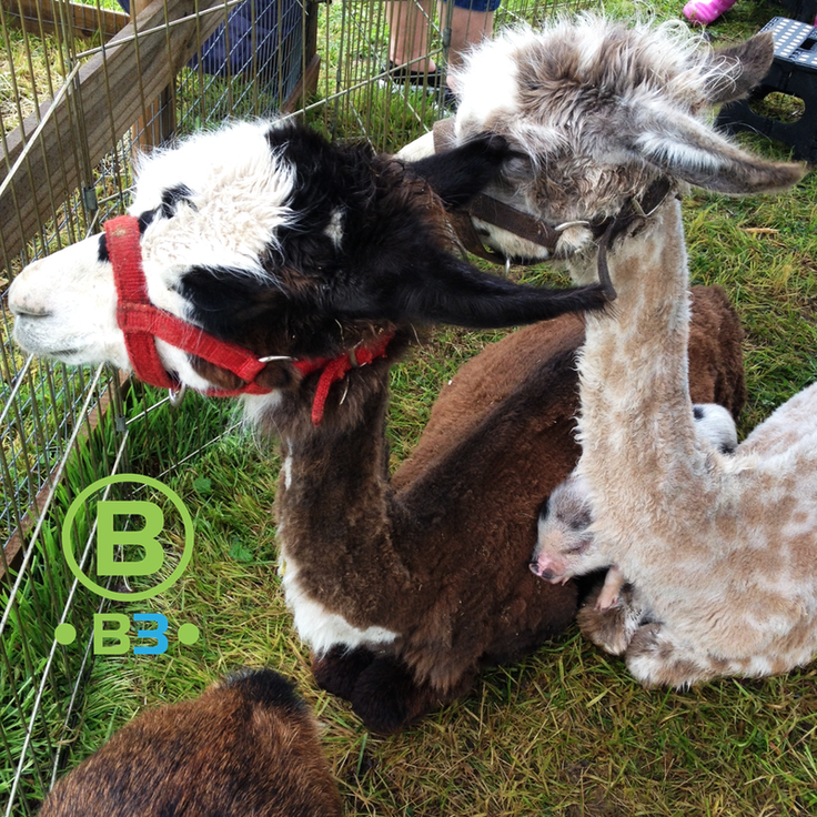 Llama Rental B3 Entertainment Productions, Inc.