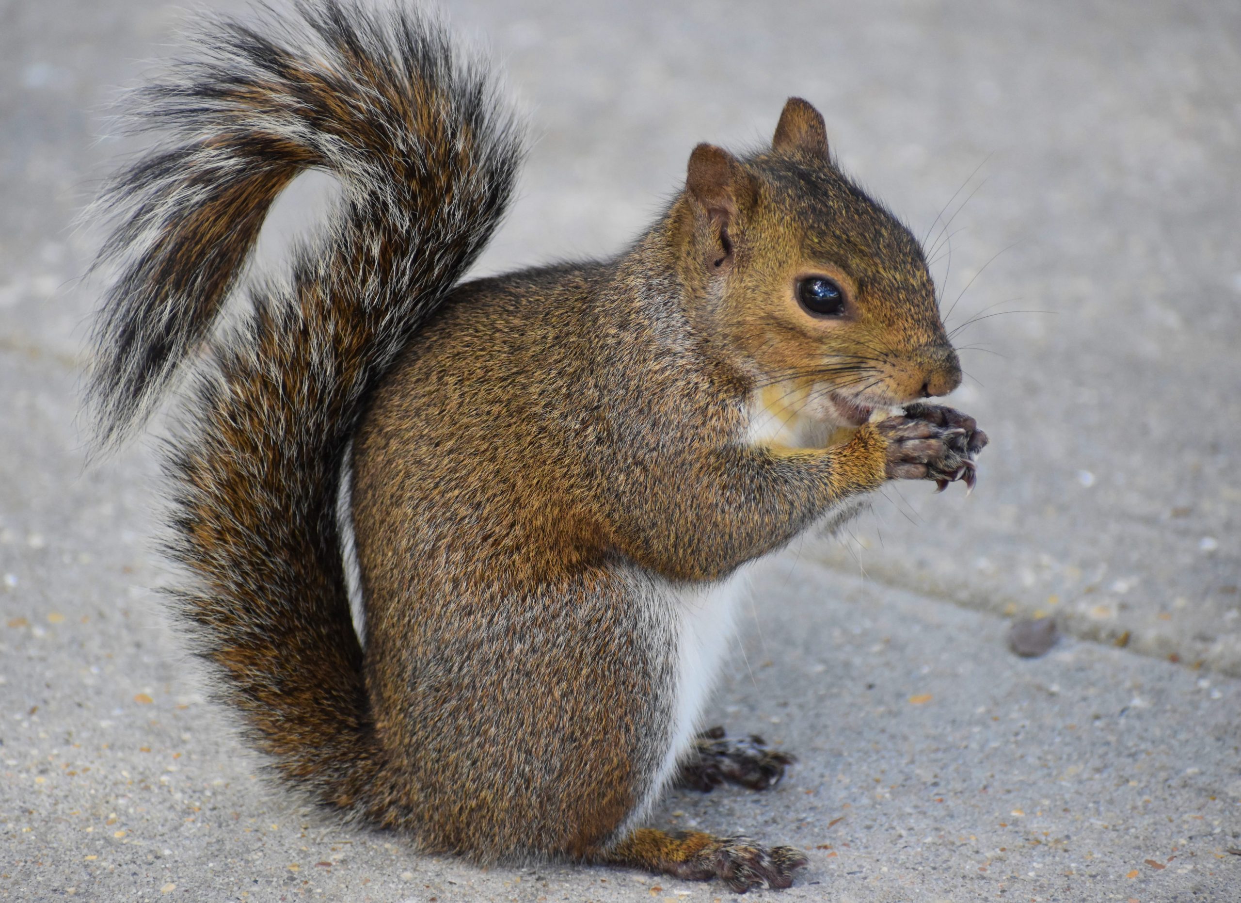 How To Get Rid of Squirrels in The Walls Squirrelcontrol.ca