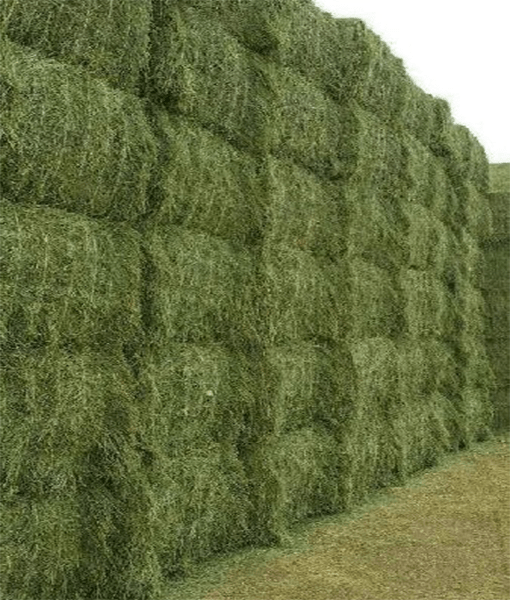 Wholesale Bulk Alfalfa HayBabaash USA