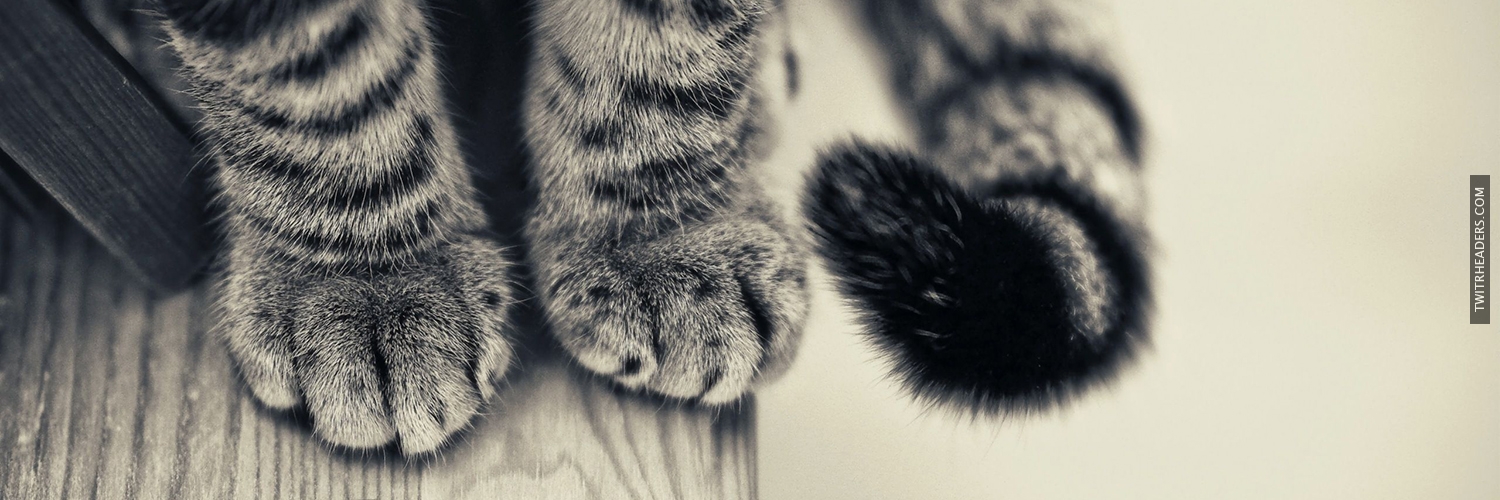 Hipster Cat Facebook Covers