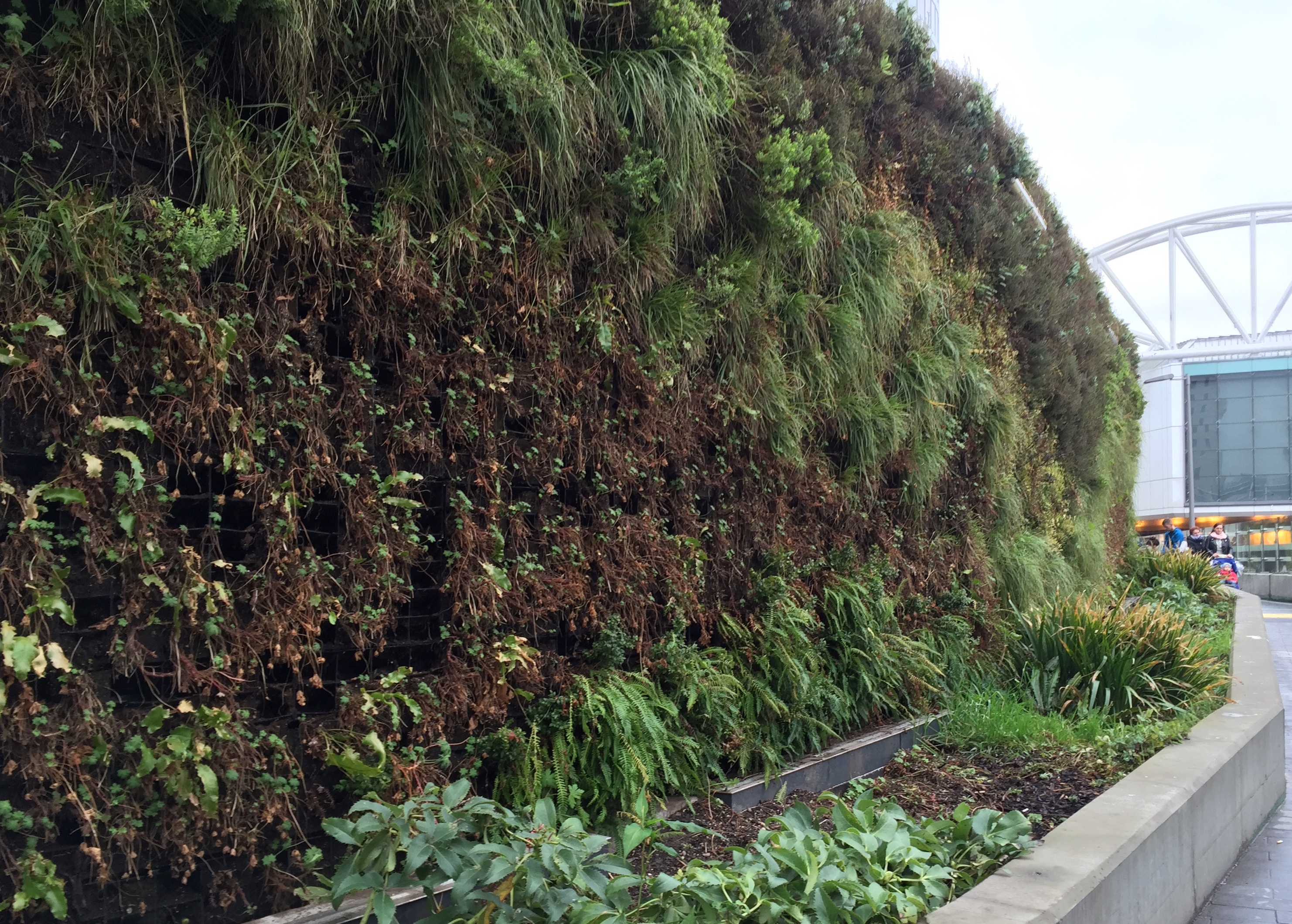 Green wall babec ecological consultants