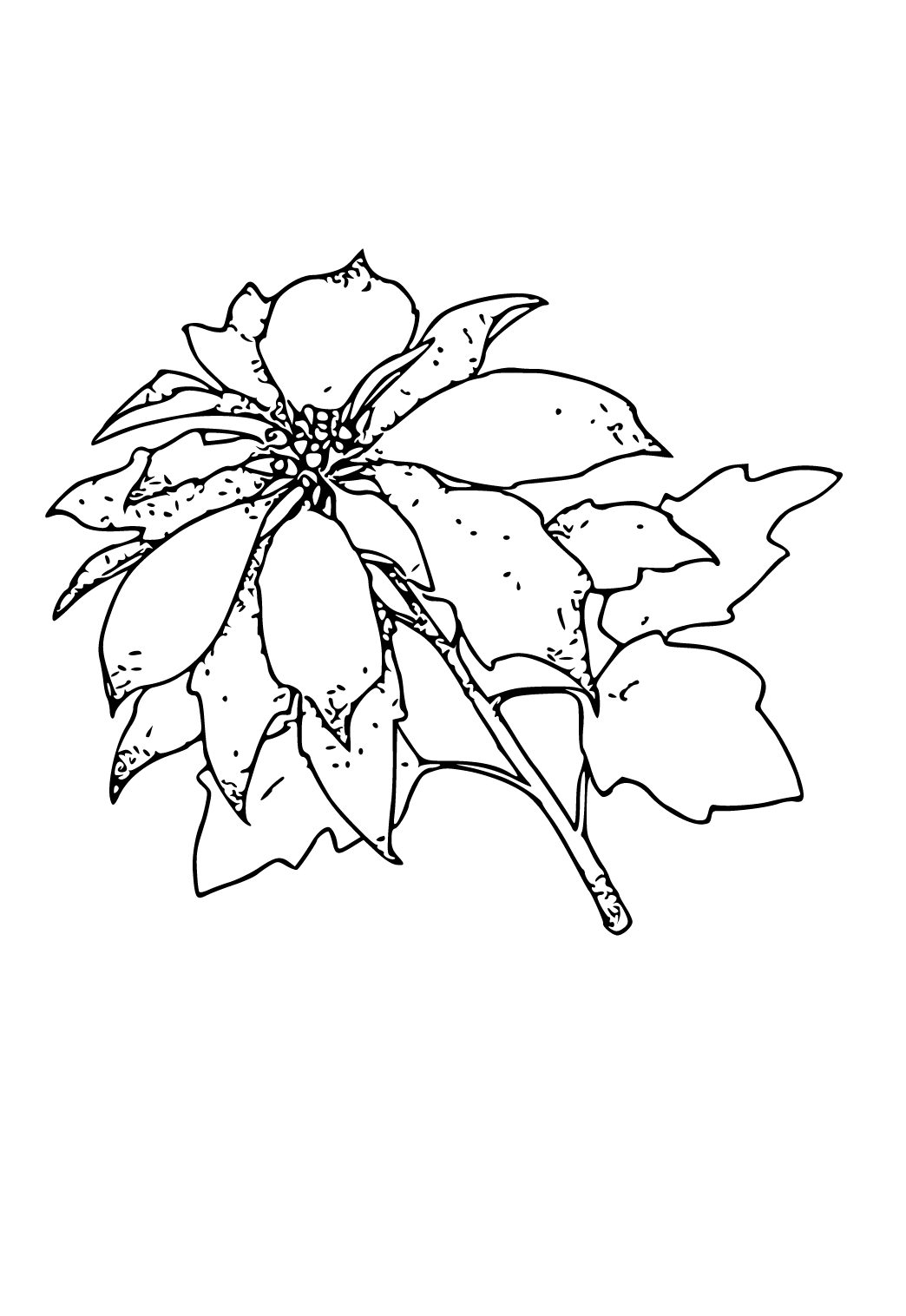 Printable Poinsettia Coloring Pages