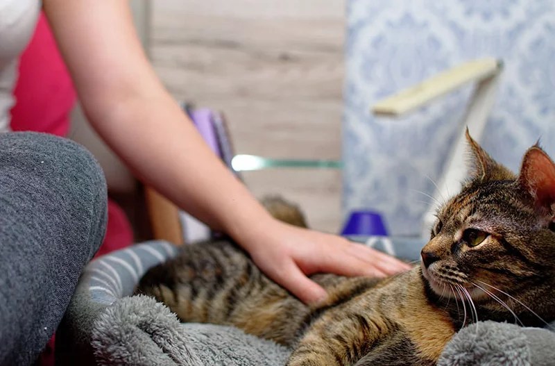 How To Keep Cat Out Of The Most Effective Methods