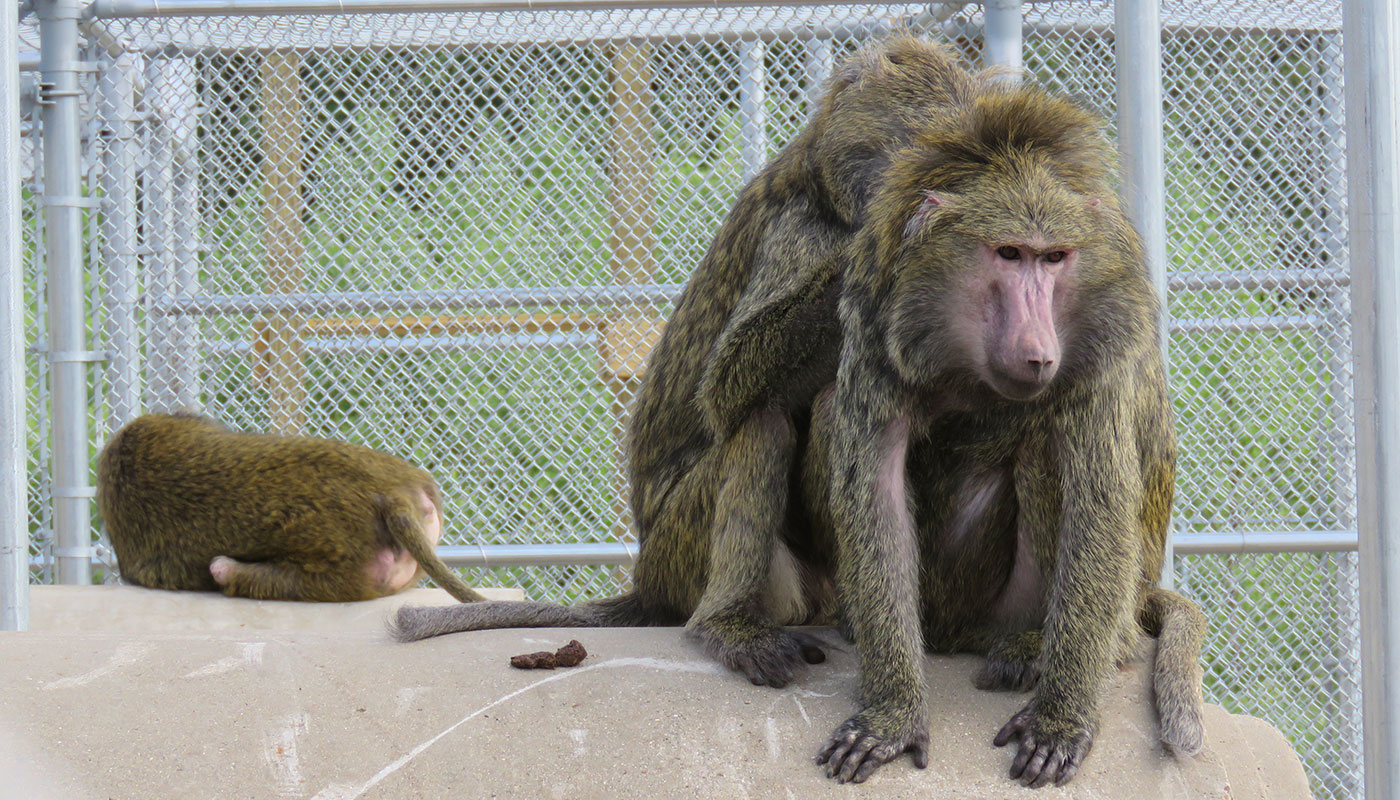 Tour the Sanctuary Peaceable Primate Sanctuary