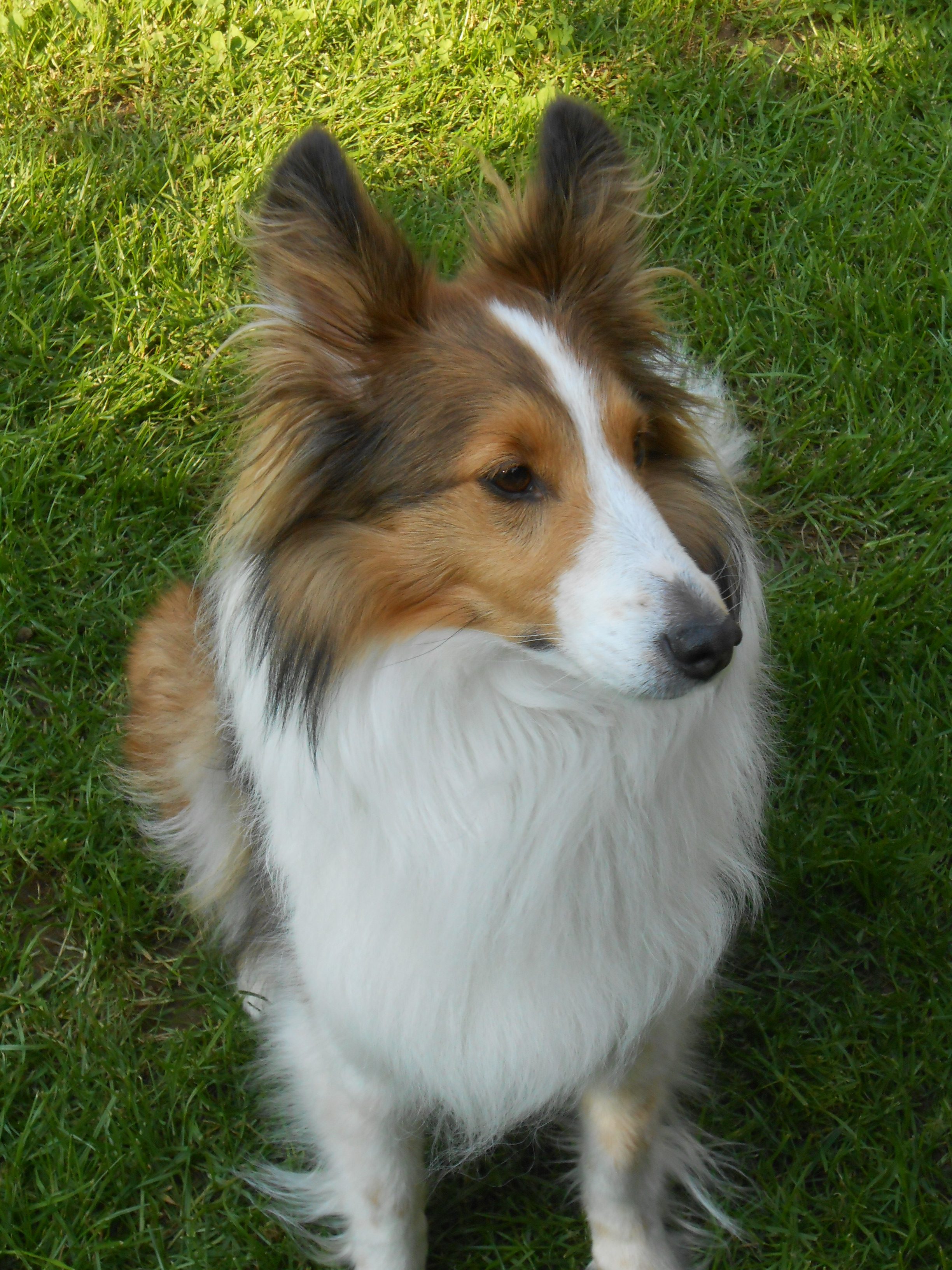 Donna Shelties & Welsh Pembroke of Peat County