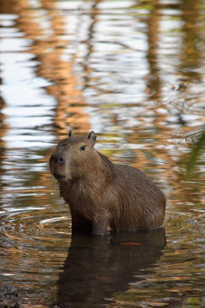 Can you legally own a pet capybara? Baby Capybara