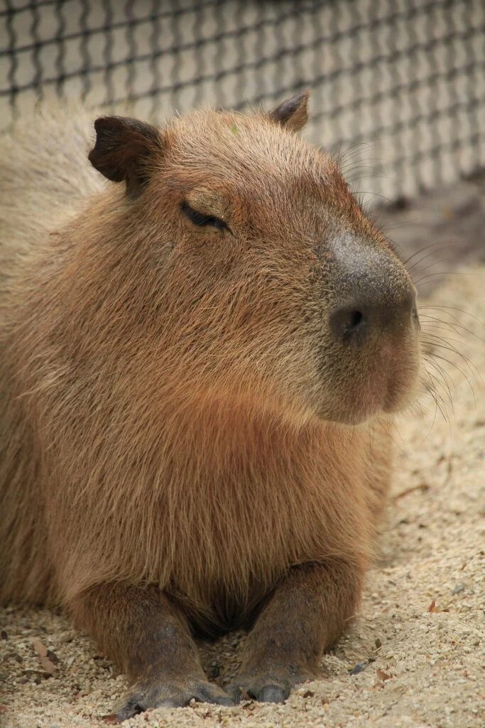 Can You Own a Capybara? Baby Capybara