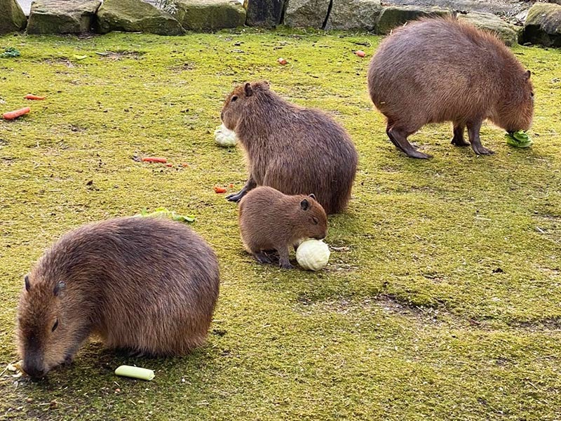 The Surprising Similarities Between Capybaras and Guinea Pigs Baby