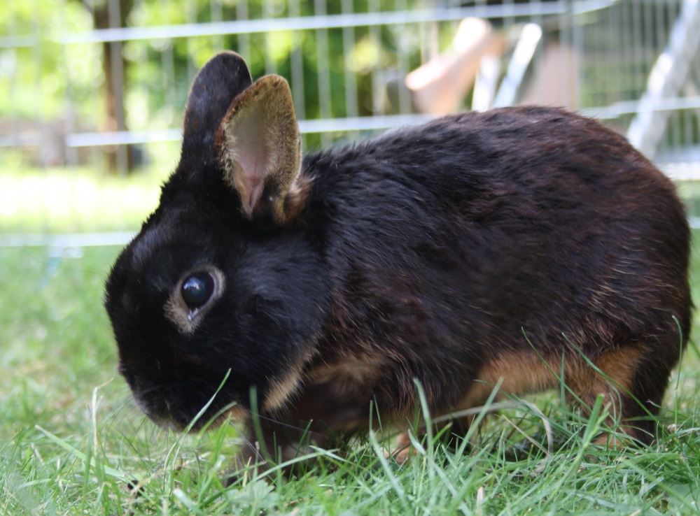 60 Ausmalbilder Kaninchen Im Stall Ausmabilder 2021