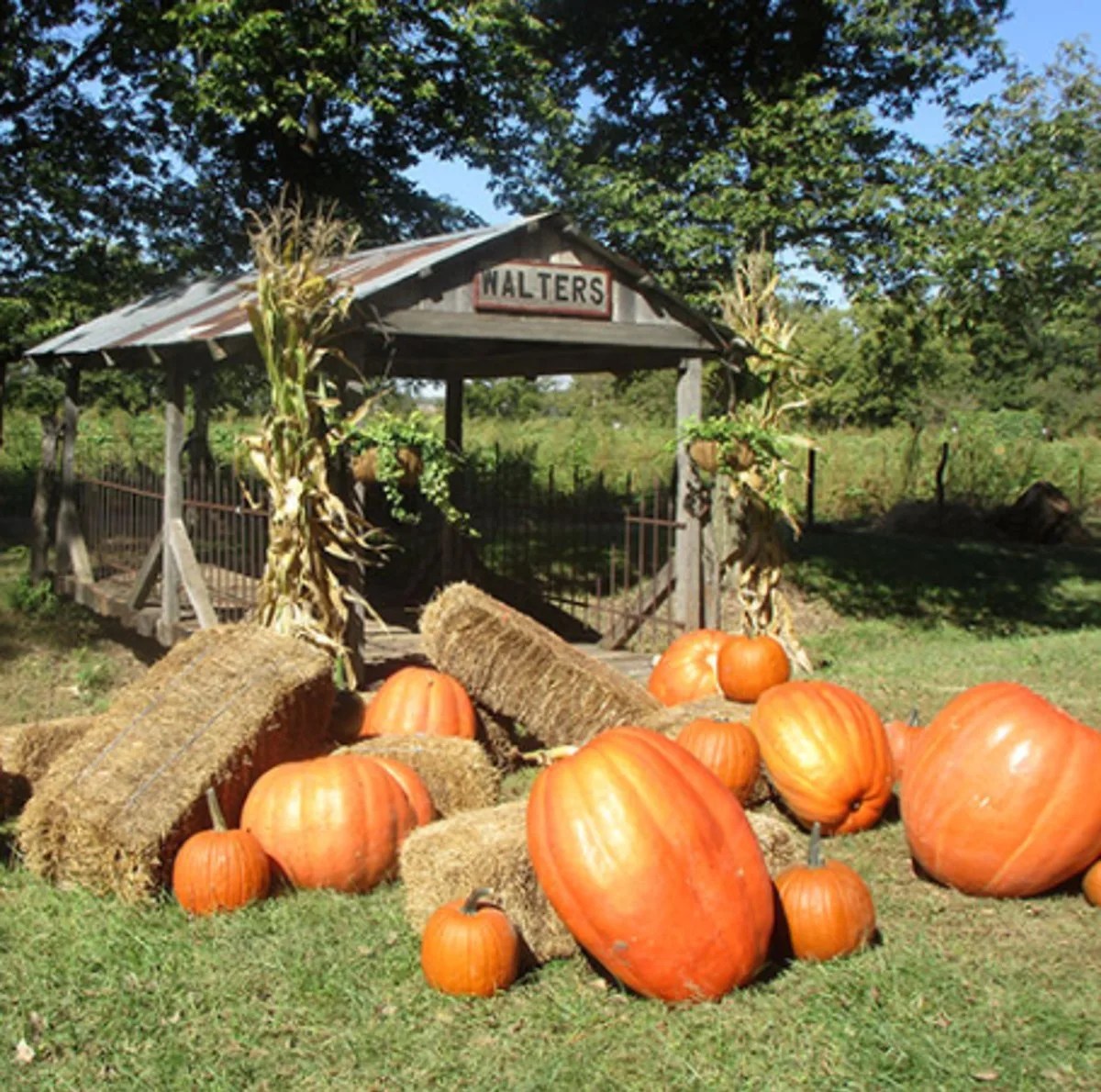 Ten Awesome Pumpkin Patches Across the U.S.