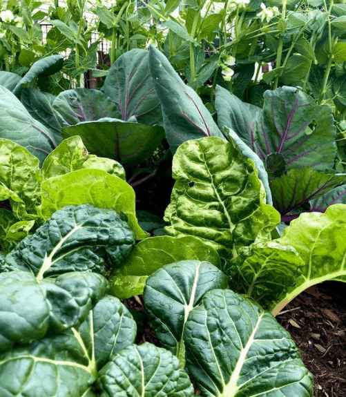 12 Foods To Avoid While Breastfeeding Baby Journey