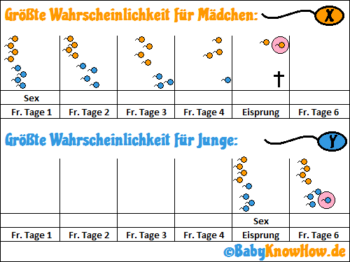 Eisprung Befruchtung Einnistung Berechnen. 3 schwangerschaftswoche 3