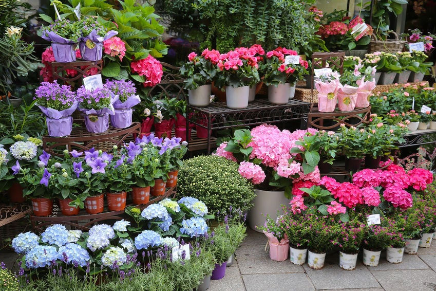 5 Outdoor Plants You Can't Kill Babylon Builders Home & Landscape Construction