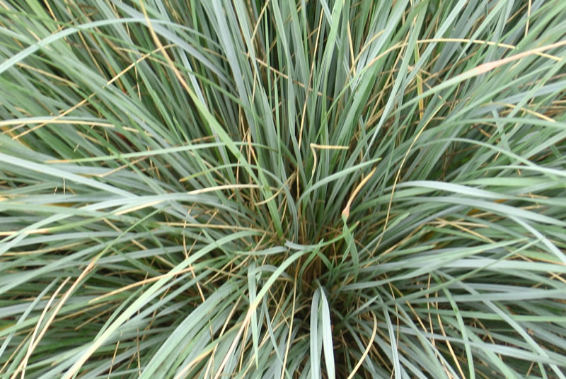 Ornamental Grasses wholesale plant nurseries Oxfordshire