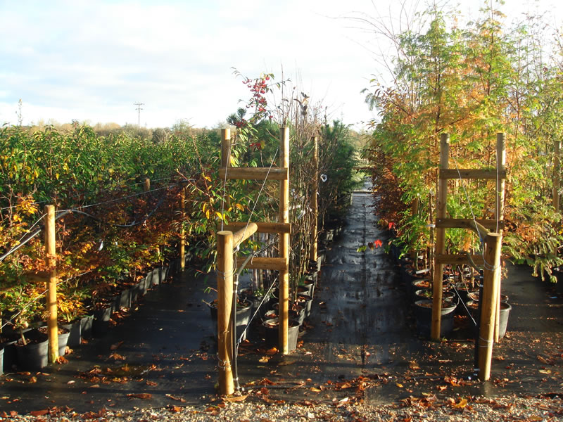 Trees at wholesale nursery in Watlington Oxfordshire Babylon