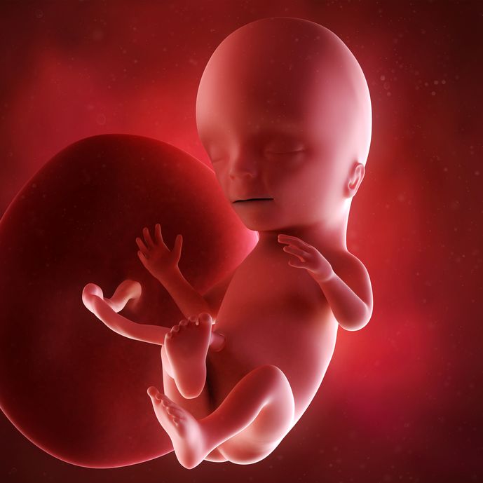 Pregnancy Week 15