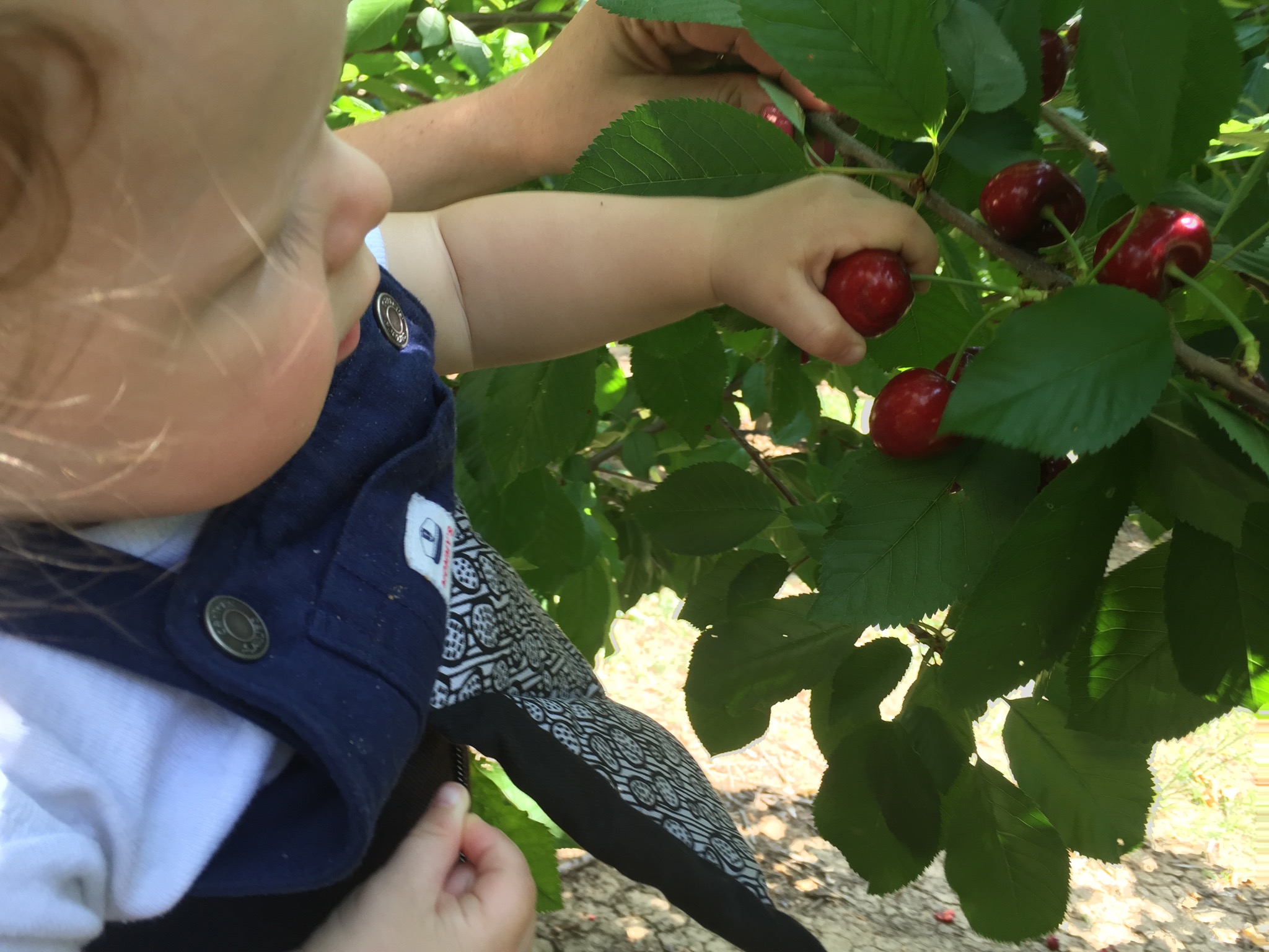 Cherry Picking In Brentwood BabyOps