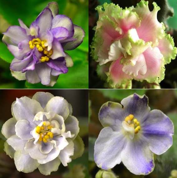 What are the Different Color Patterns of African Violet Flowers? Baby