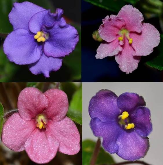 What are the Different Color Patterns of African Violet Flowers? Baby