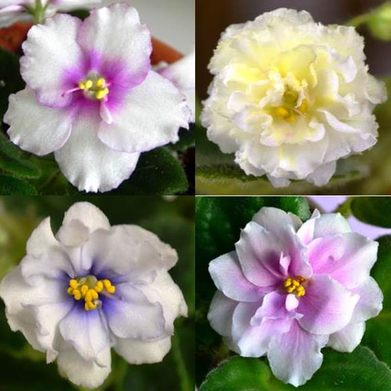 What are the Different Color Patterns of African Violet Flowers? Baby