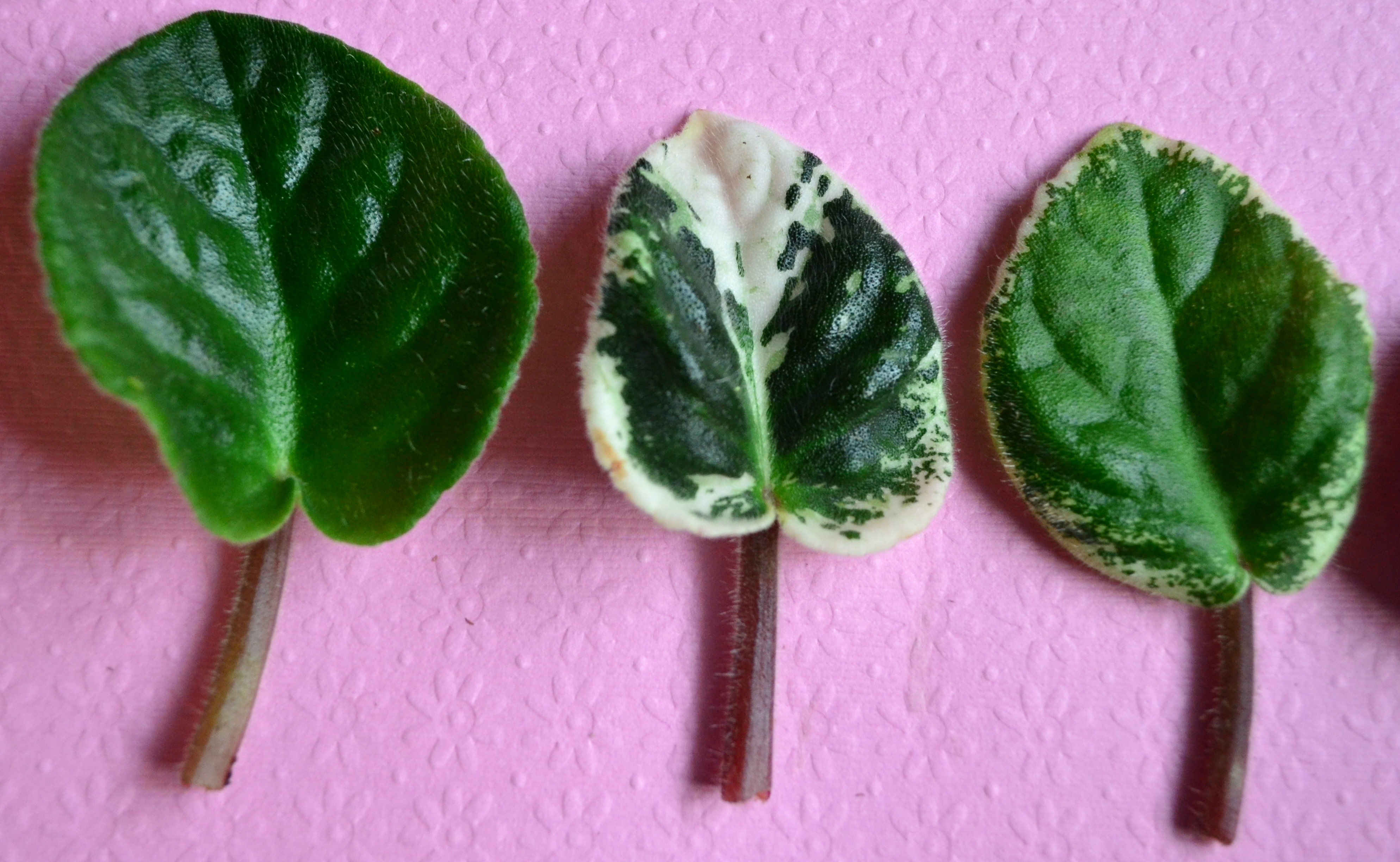 What are the Different Leaf Types of African Violet Plants? Baby Violets