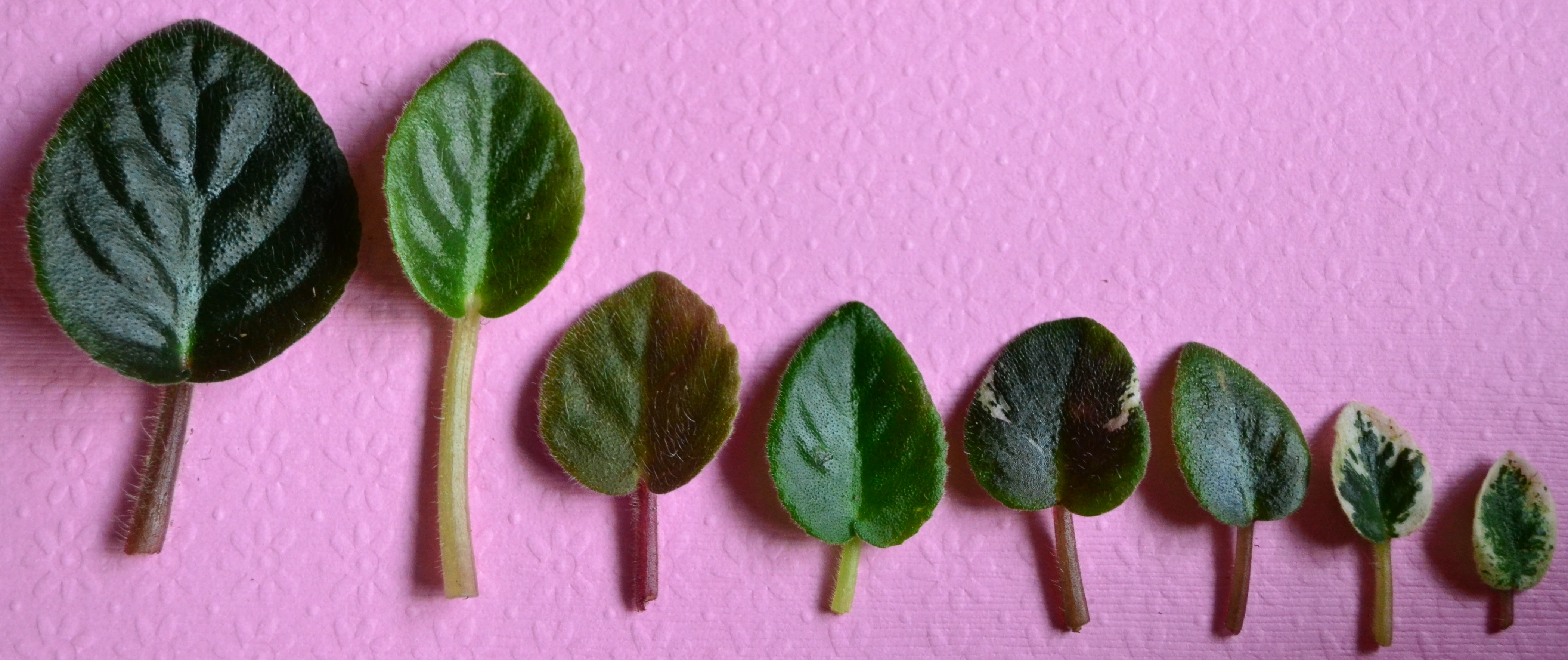 What are the Different Leaf Types of African Violet Plants? Baby Violets