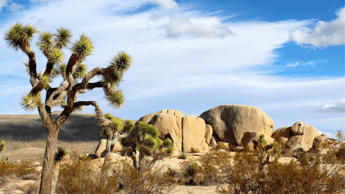 Joshua Tree Family RV Trip » Mrs. Bacchus' Class
