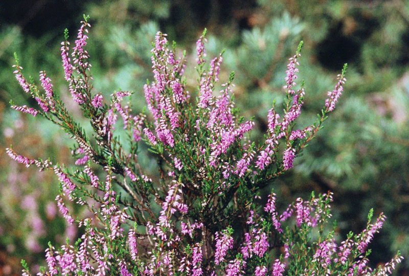 Bach Flower Info Heather