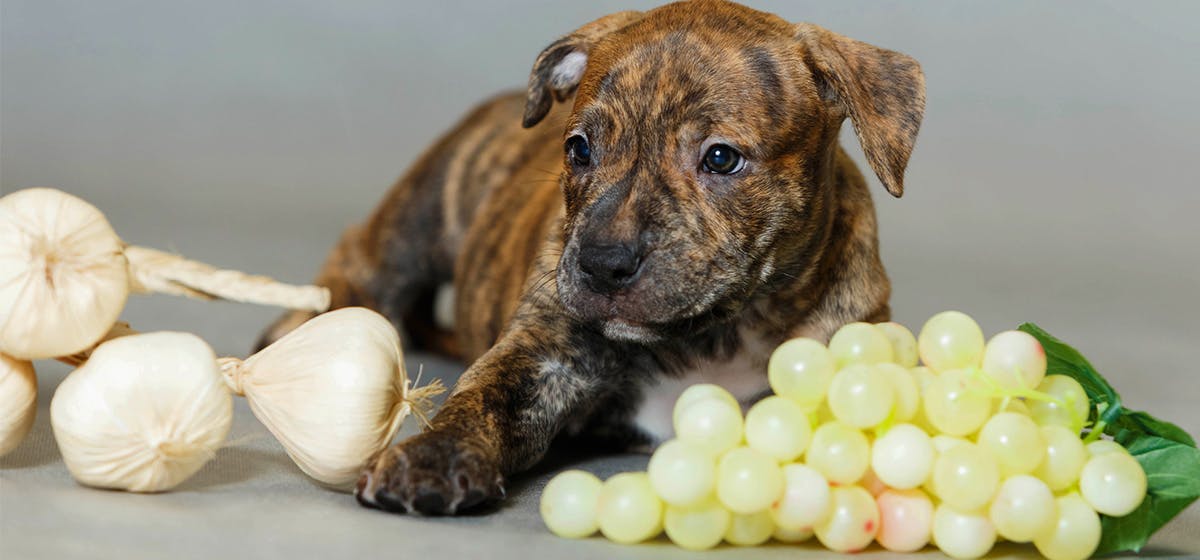 The Truth About Garlic And Dogs Can Dogs Have Garlic? Caffe Baci