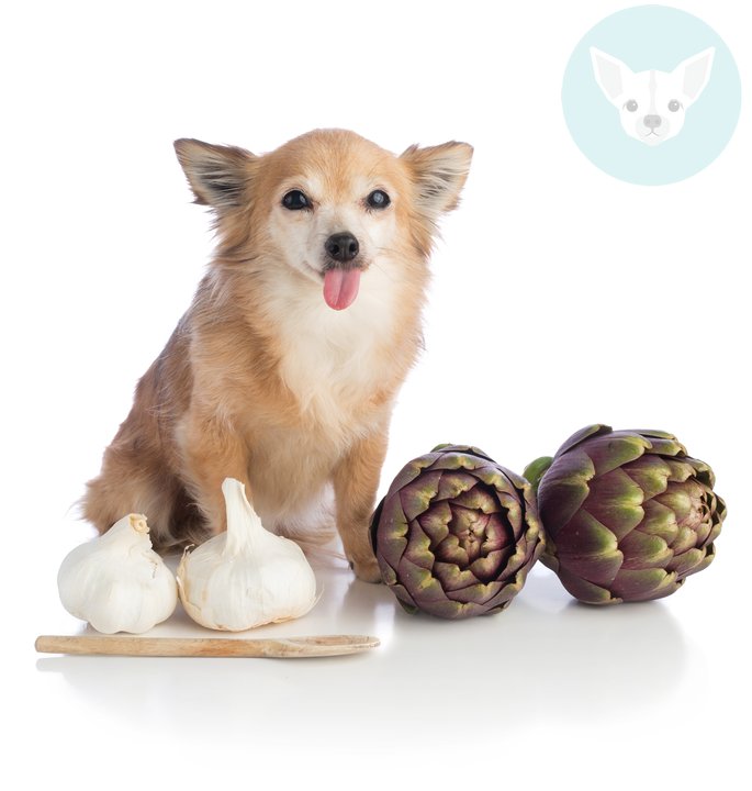 The Benefits And Risks Of Garlic For Dogs Caffe Baci