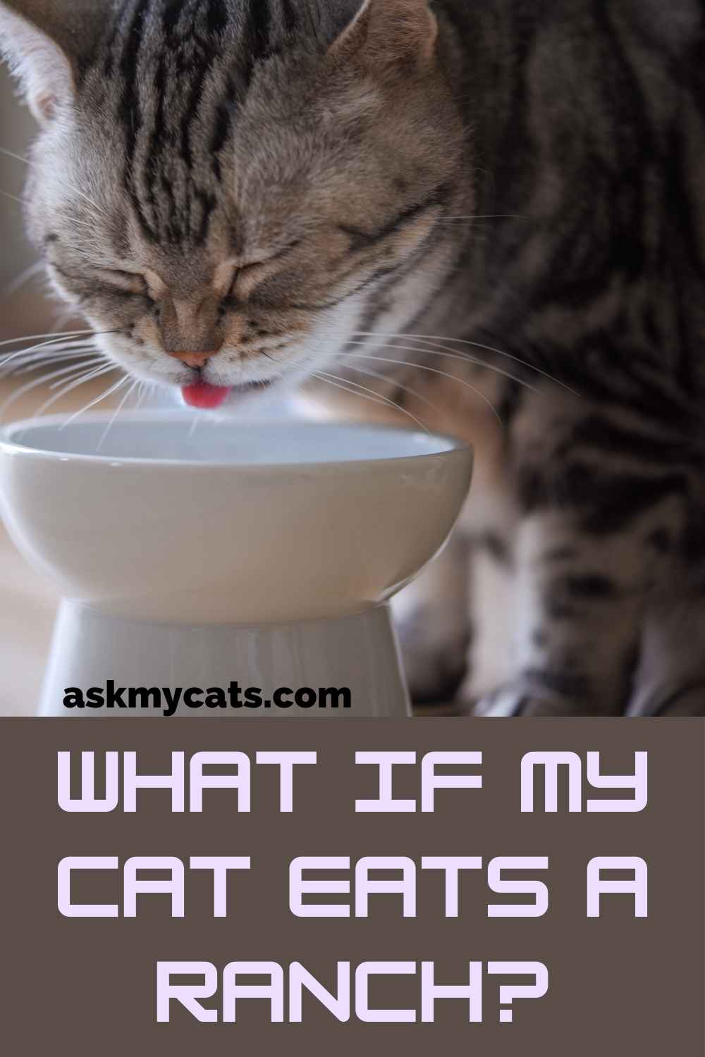 Warning Garlic And Onion Can Be Toxic To Your Cat Caffe Baci