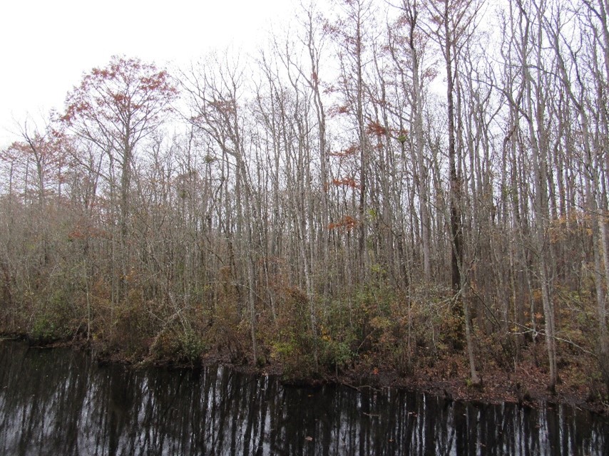 CSRWire The Enviva Forest Conservation Fund Announces Its 2022 Grant