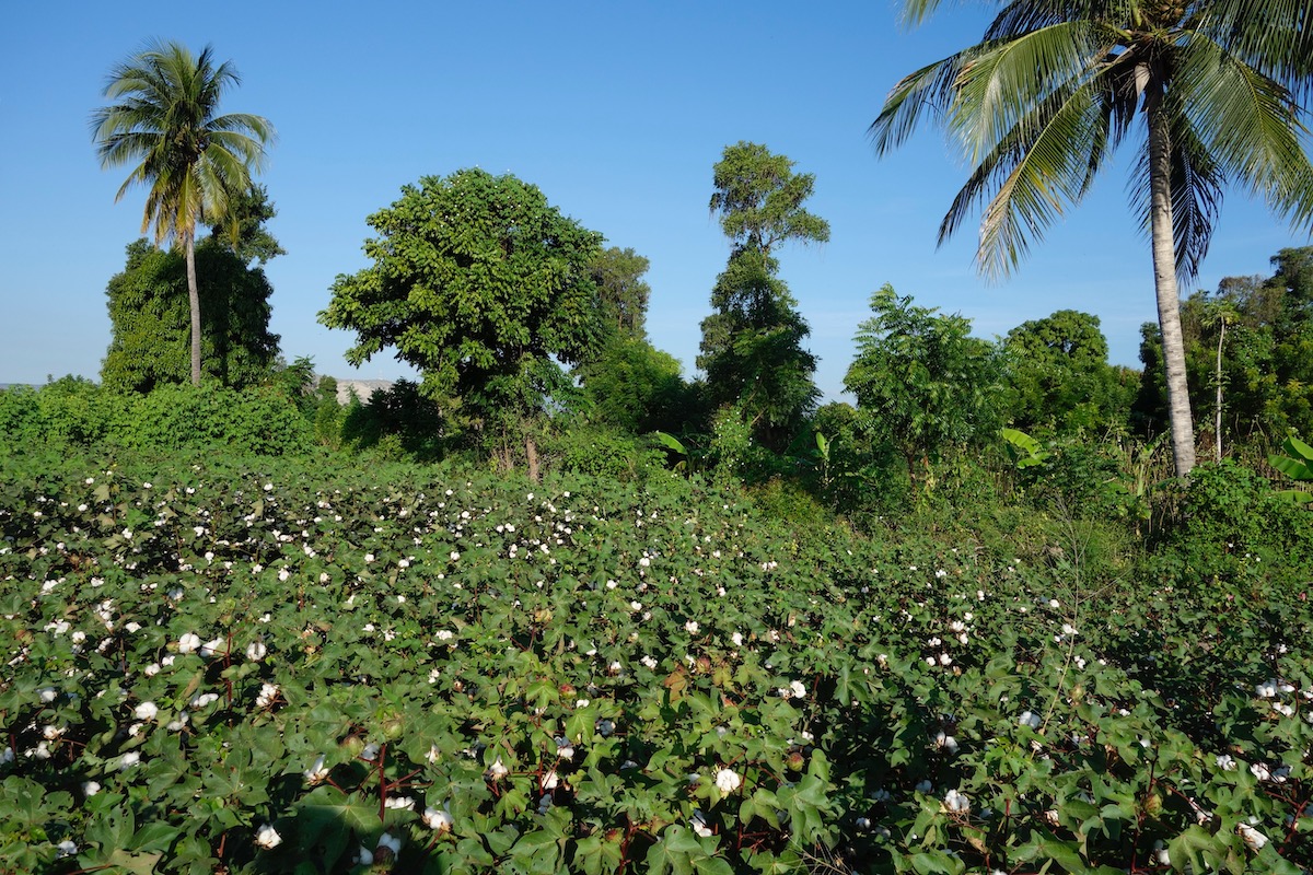 CSRWire Timberland Reaches Landmark Moment in Journey to ReIntroduce