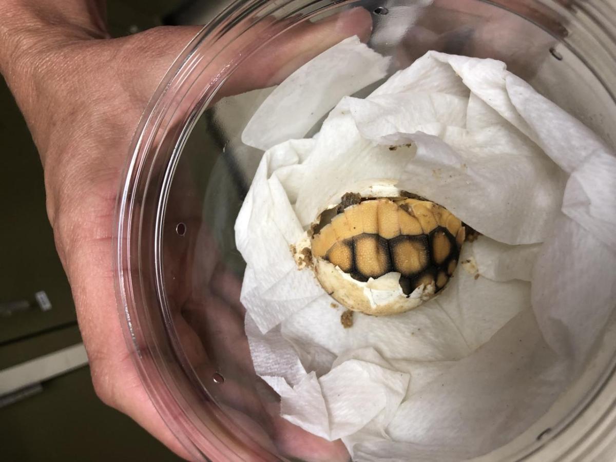 CSRWire It’s Gopher Tortoise Day — National Fish and Wildlife