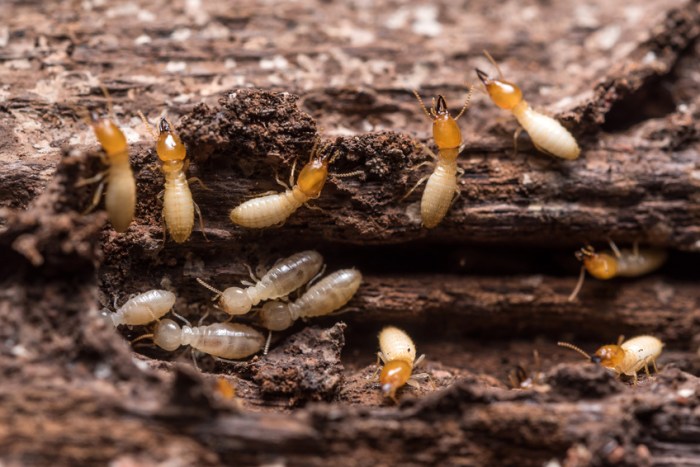 Are Termites a Health Code Violation? A Critical Analysis Are Termites a Health Code Violation? A Critical Analysis