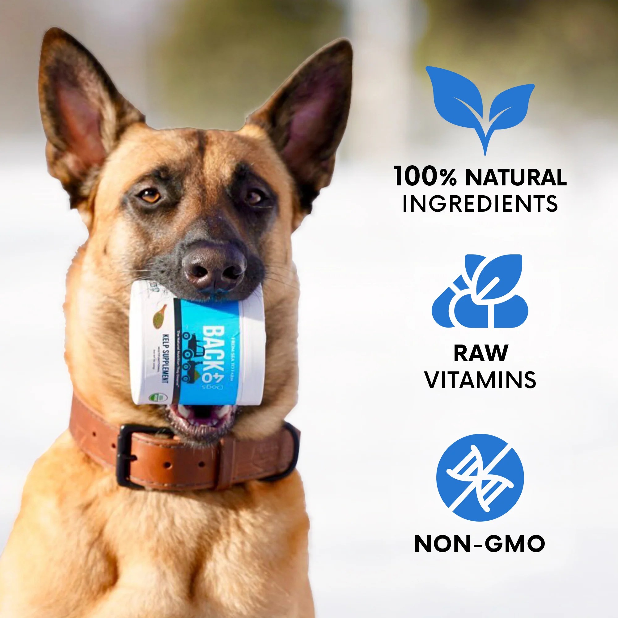 Best Kelp Supplement for Dogs Boost Immunity BACK 40 Dogs