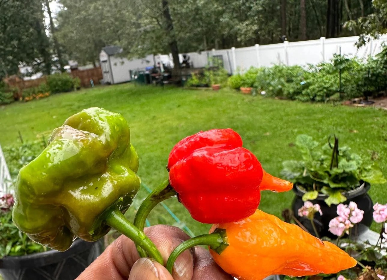 Backa Yard Garden Encouraging the world to grow their own vegetables